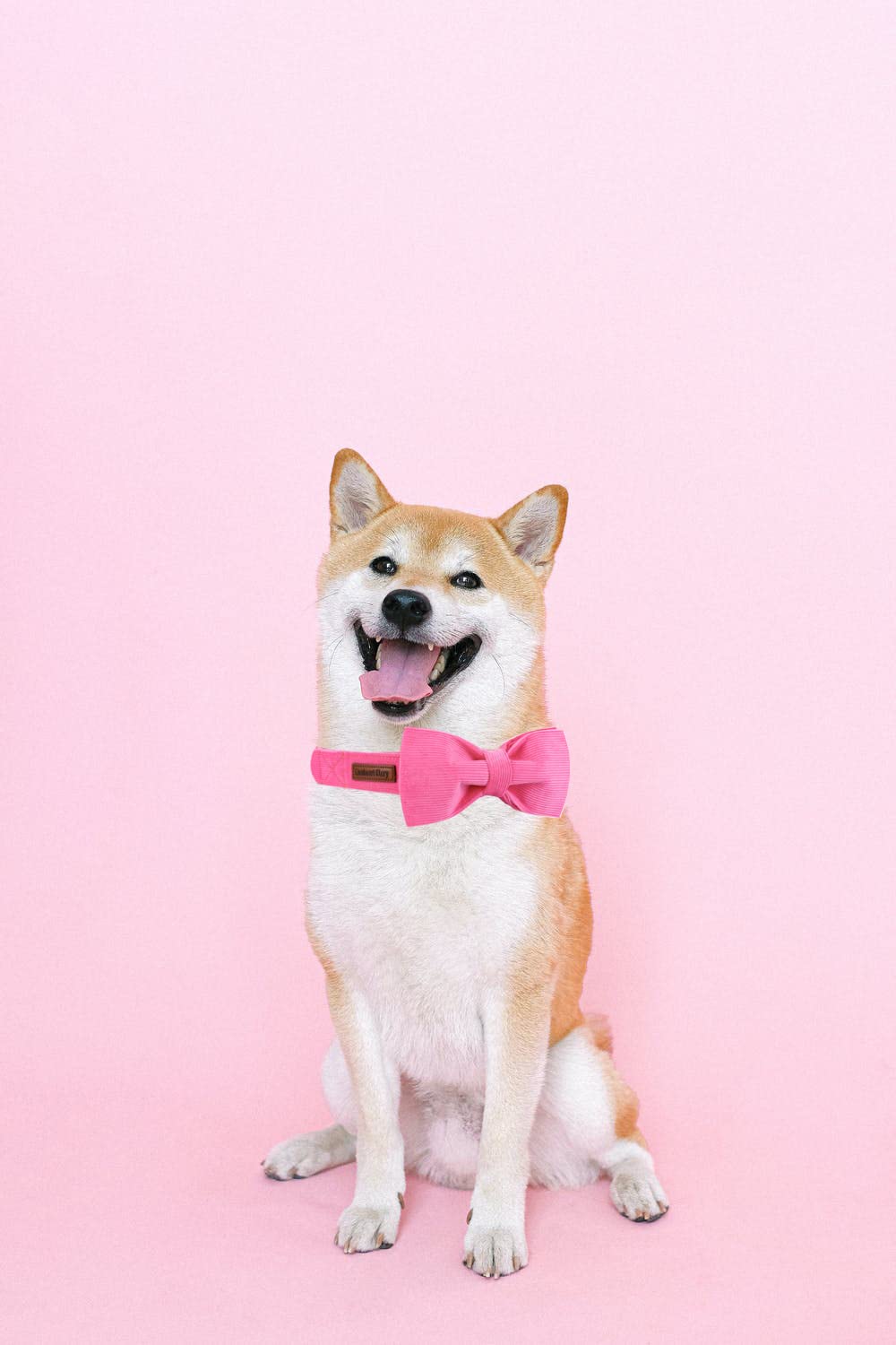 Lionheart Glory Pink Corduroy Dog Collar with Bow - Soft Adjustable Pet Collar for Small Medium Large Dogs - Perfect for Daily Walks, Pet Photos & Special Occasions