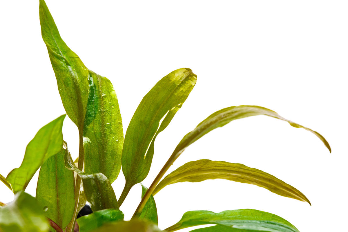Cryptocoryne Tropica Aquarium Plants - Live Aquatic Plants for Fish Tanks, Freshwater Aquascaping & Low Light Aquariums