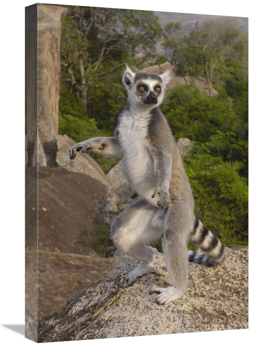 16 x 24 Inch Ring-Tailed Lemur Male Standing Upright in Andringitra Mountains Madagascar Wildlife Art Print by Pete Oxford - Perfect for Home Decor, Office Wall Art & Nature Lover Gifts