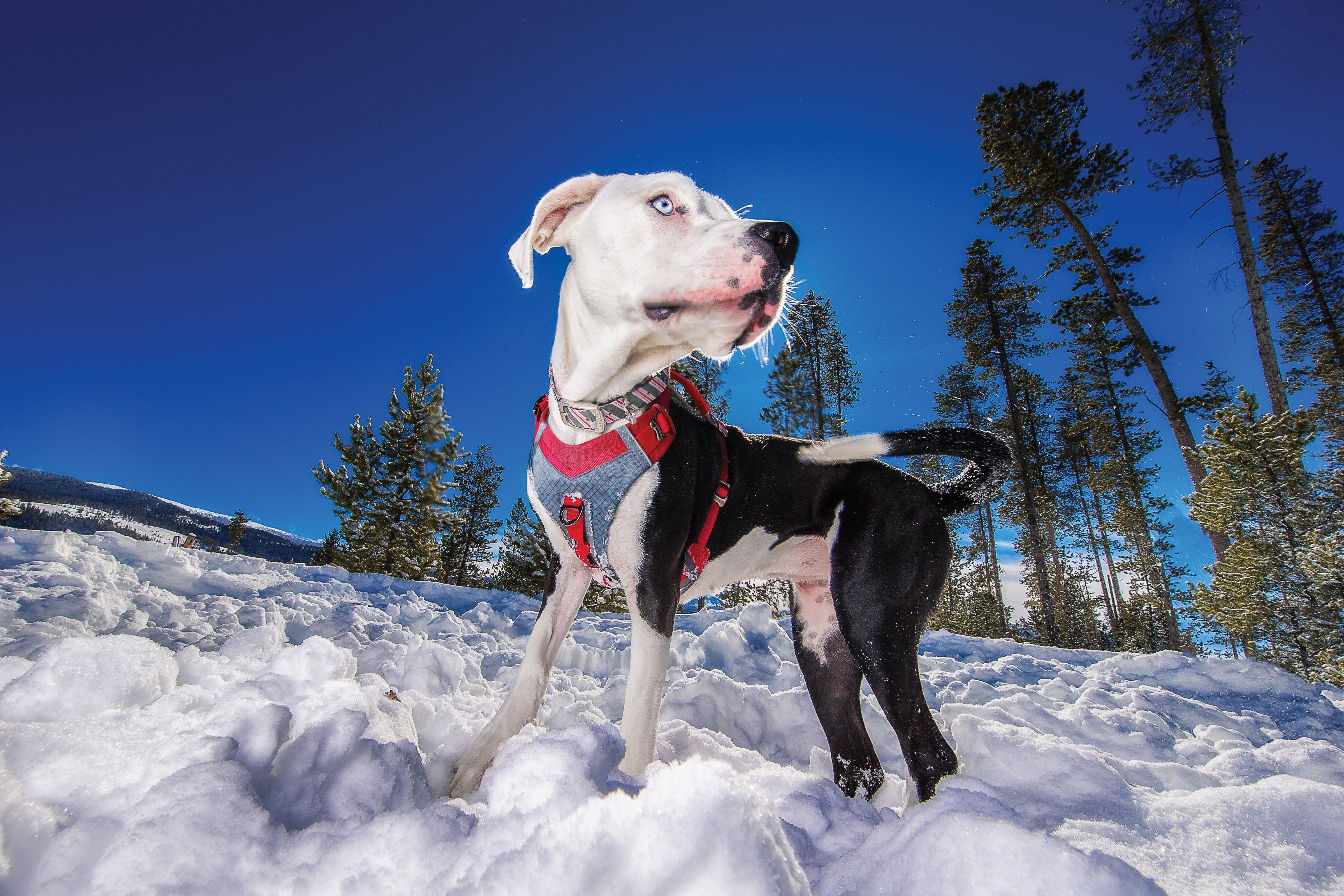 Kurgo Journey AIR Dog Harness - Purple (Violet) - Comfortable & Adjustable for Walking, Hiking & Outdoor Adventures