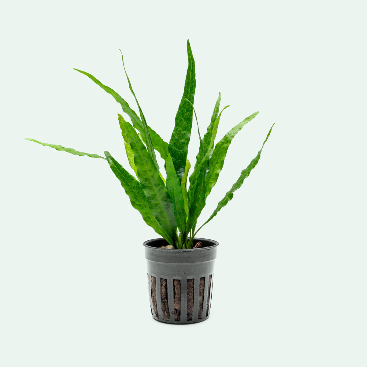 Narrow Leaf Java Fern (Microsorum Pteropus) - Live Aquarium Plant for Freshwater Fish Tanks, Low Light & Easy Care Aquatic Plant for Beginners