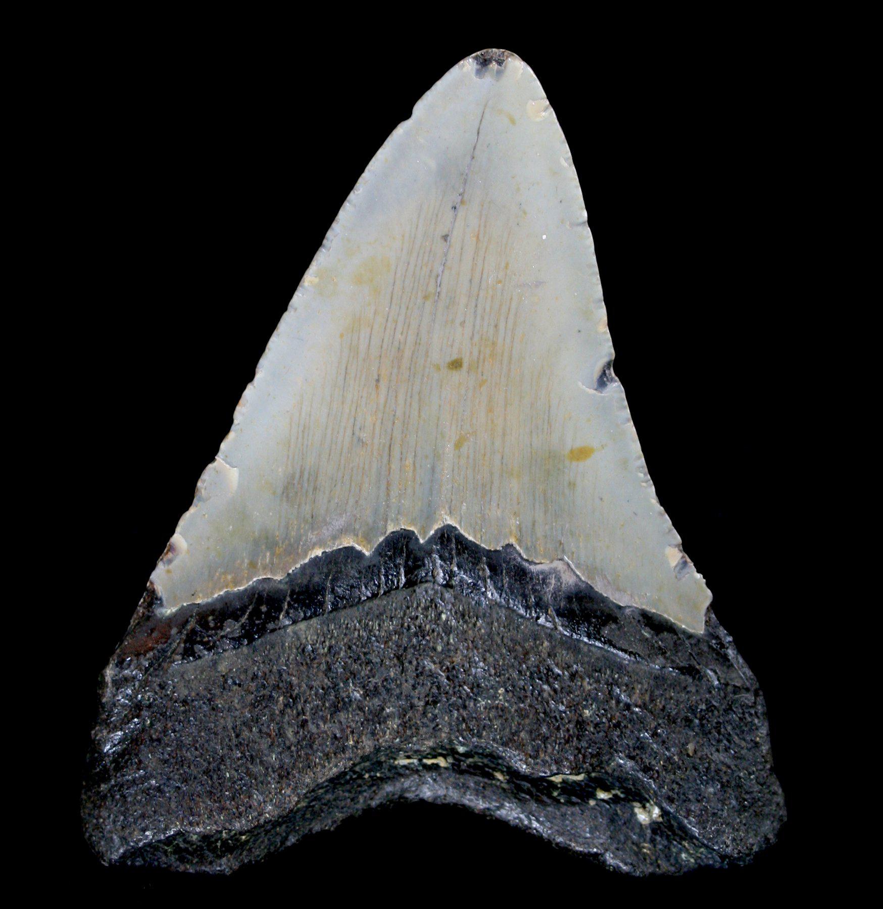 Authentic Megalodon Shark Tooth Fossil - Large Prehistoric Specimen for Collectors, Education & Home Decor | Perfect for Science Enthusiasts & Fossil Displays