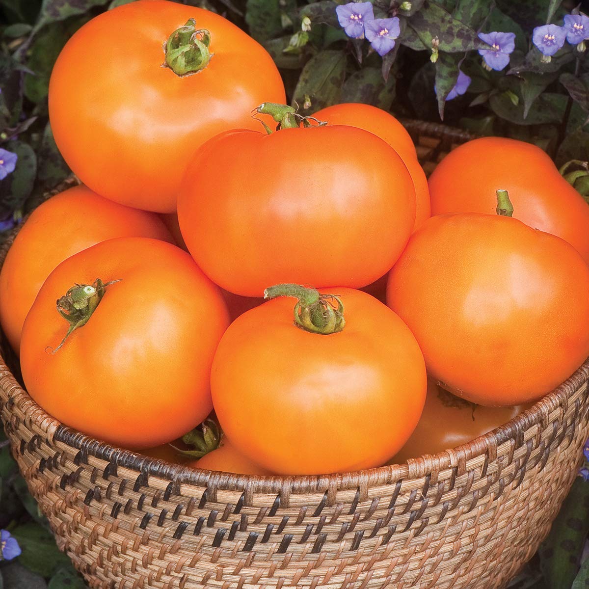 Burpee 'Orange Wellington' Hybrid Tomato Seeds - Non-GMO Orange Beefsteak Slicing Variety (65 Seeds) | Perfect for Home Gardens, Fresh Salads & Canning