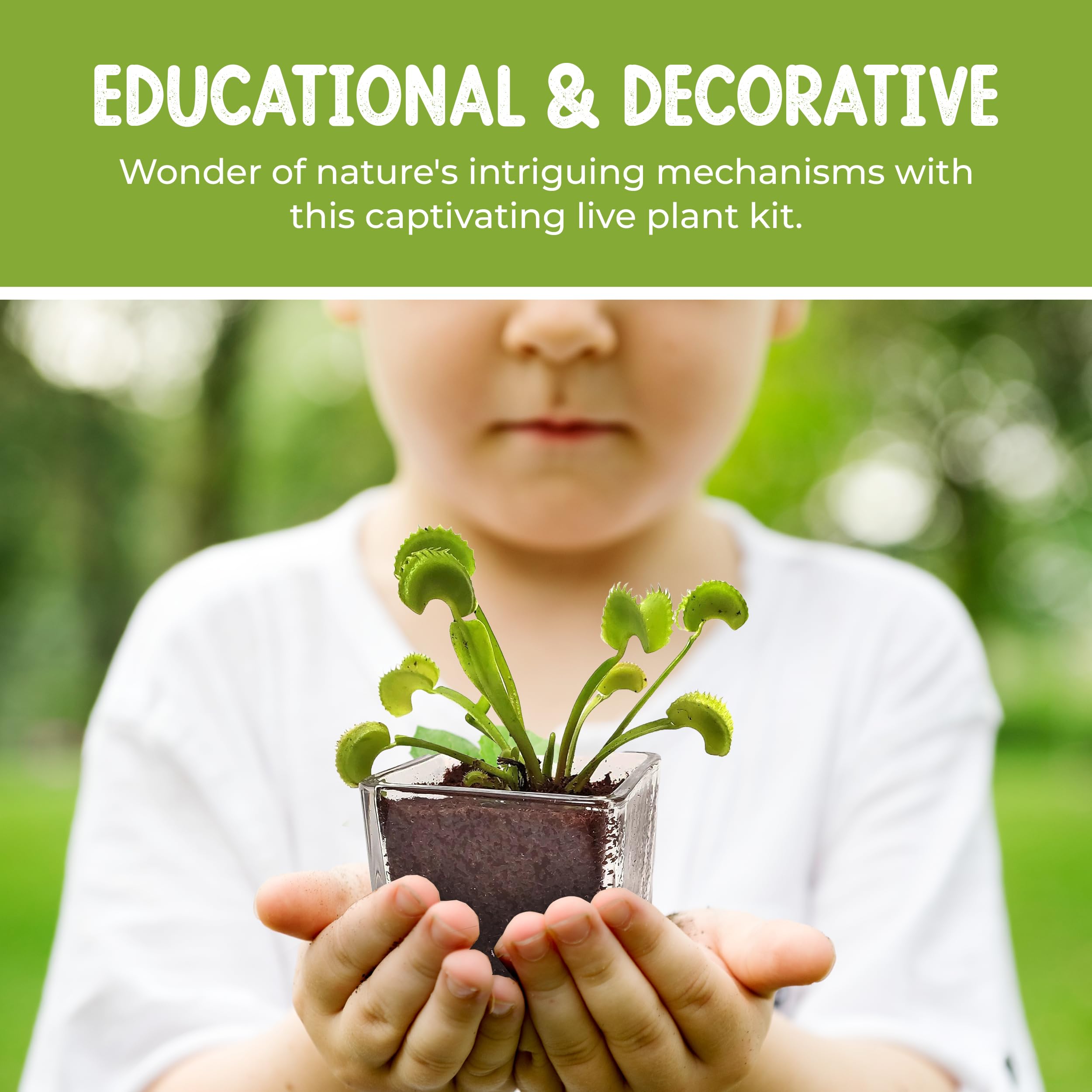 Live Venus Flytrap Plant Kit in 2.5