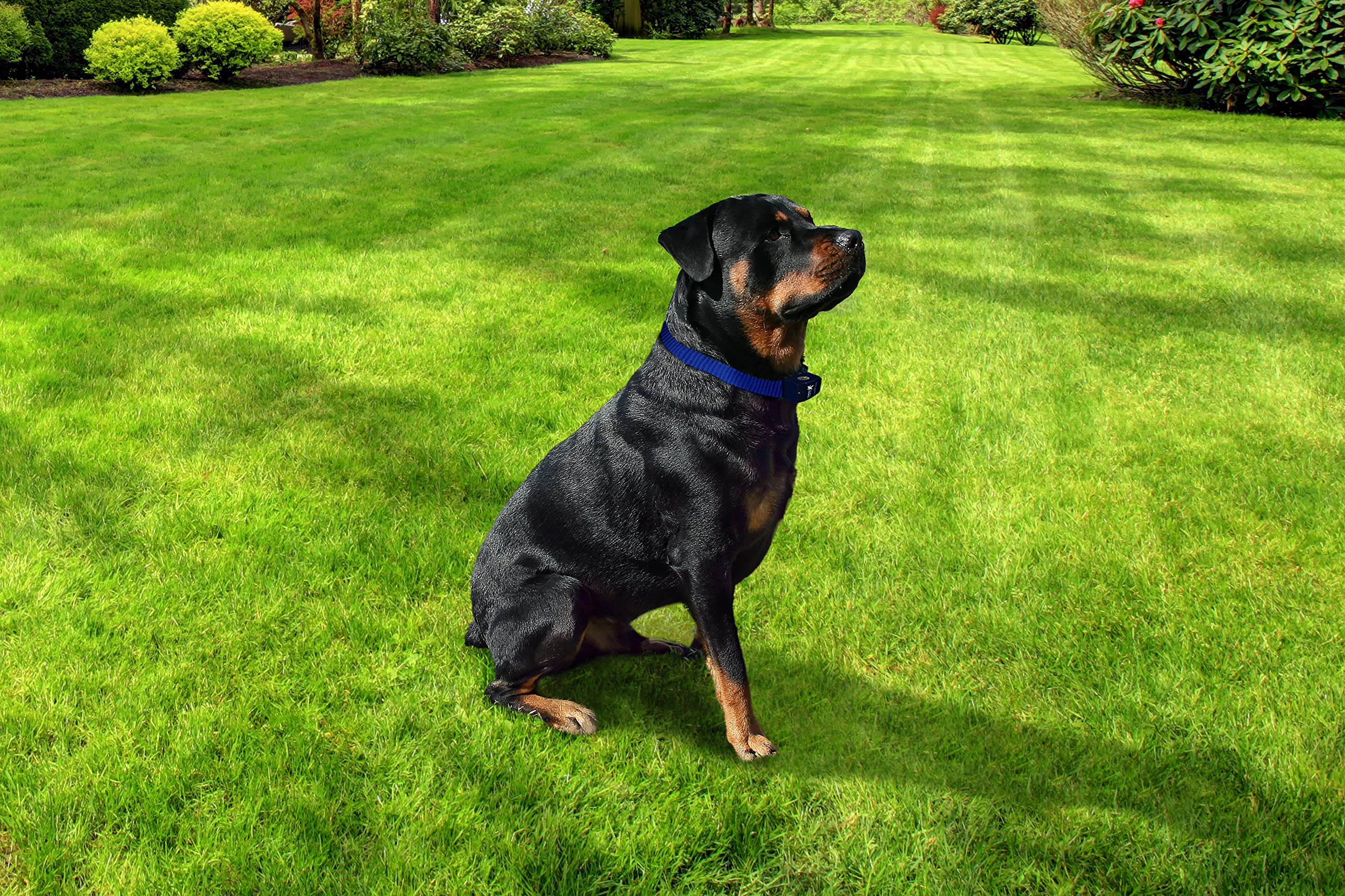 Extreme Dog Fence System - Heavy Duty Stubborn Dog Training Collar with Large & Medium Contact Points for Strong Correction | Perfect for Escape-Proof Containment & Behavior Training