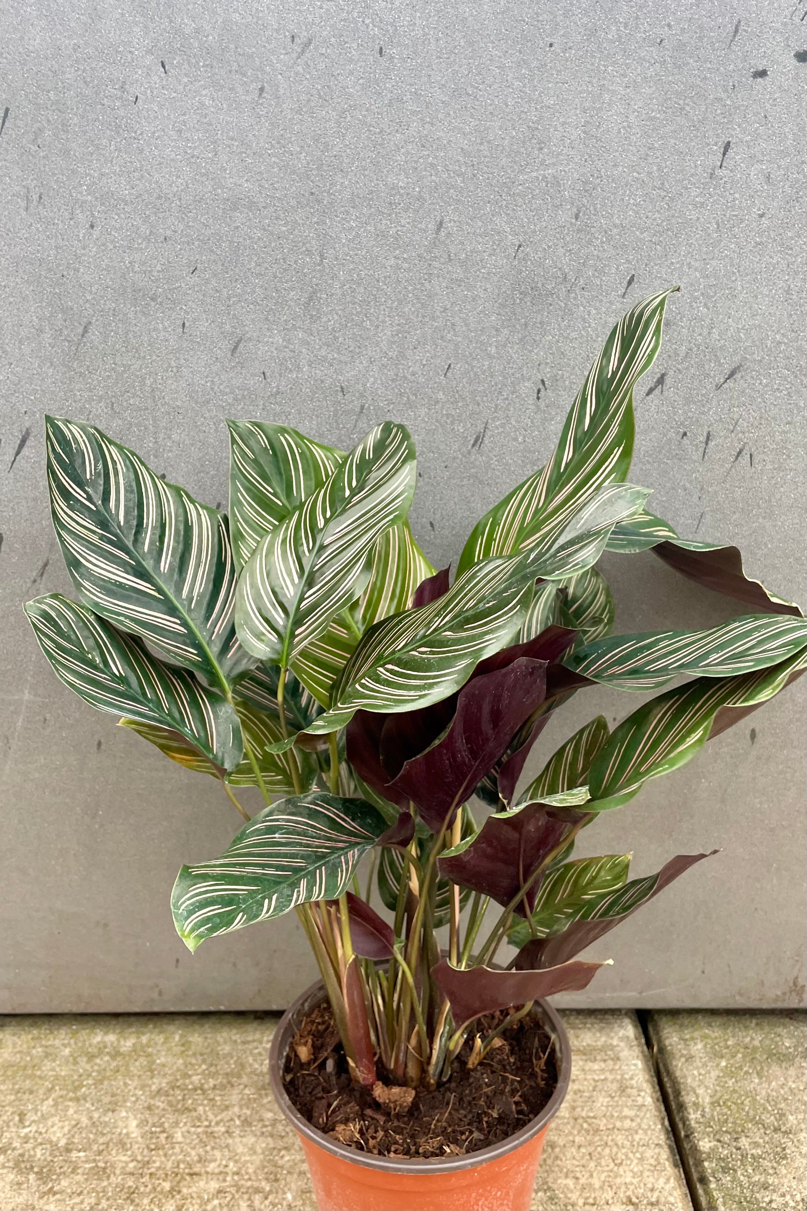 Calathea Ornata Pinstripe Plant - 6 Inch Indoor Houseplant for Home & Office Decor | Perfect for Living Rooms, Bedrooms, and Workspaces