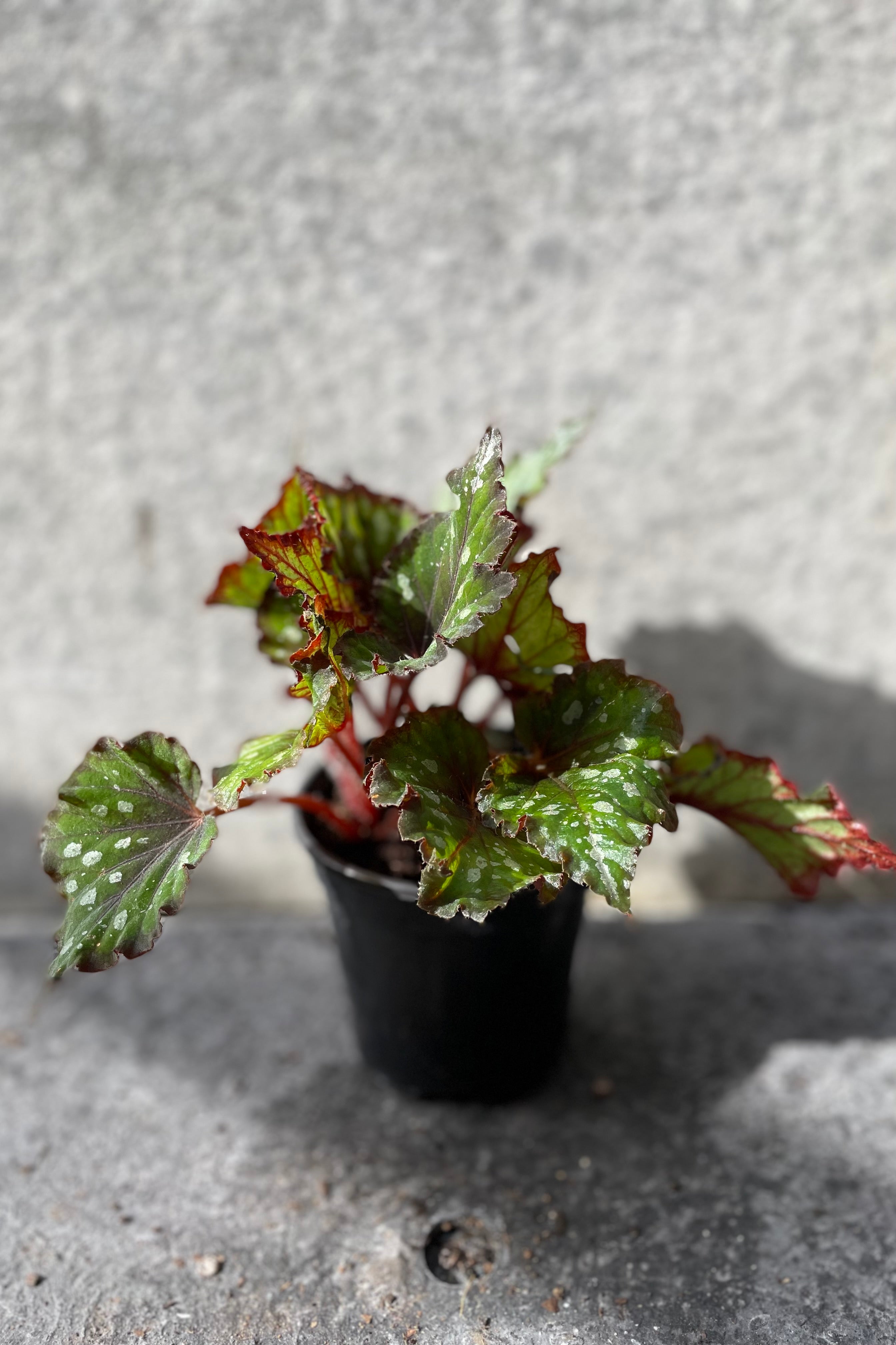 Rex Begonia Cultorum 4 - Stunning Foliage Houseplant for Home & Office Decor | Perfect for Indoor Gardens, Terrariums & Gift Giving