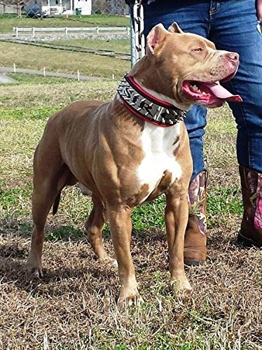 Bestia® Genuine Leather Personalized Dog Collar - Custom Engraved Stainless Steel Name Plate, 2.5
