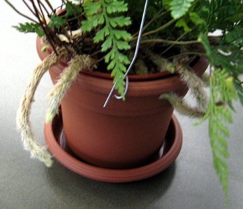 Brown Rabbit's Foot Fern Plant - Davallia Fejeensis - 4 Inch Hanging Basket | Unique Indoor Houseplant from JMBamboo | Perfect for Home Decor, Office Plants & Gift Ideas