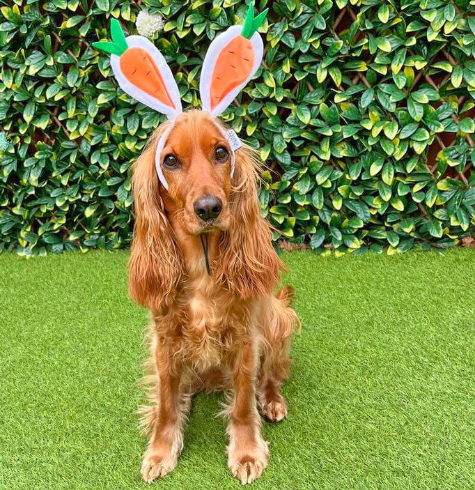 Midlee Carrot Bunny Ears Easter Dog Headband Costume for Large Dogs - Fun Pet Dress Up for Easter, Halloween & Photo Shoots