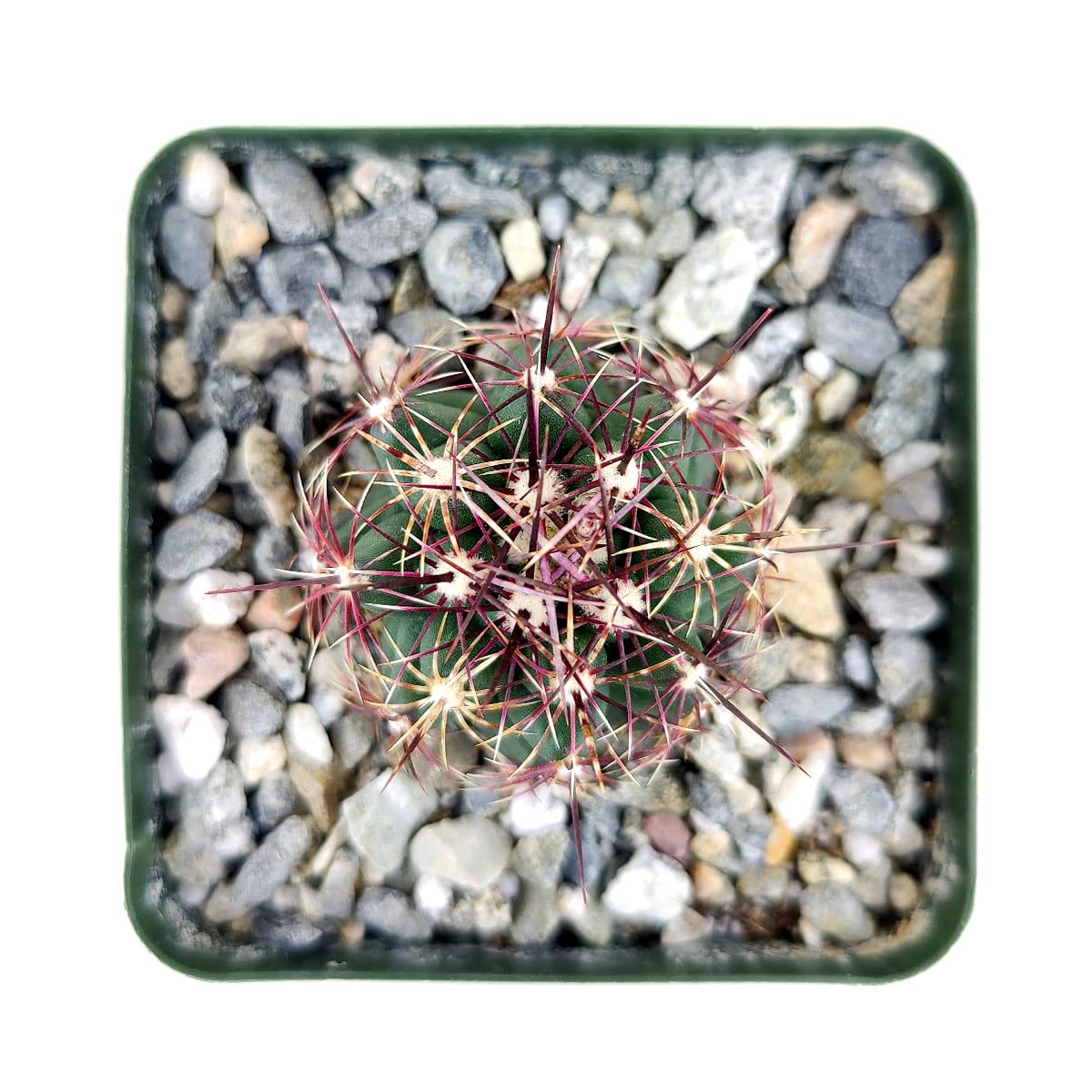 Live Succulent Plants Box - Rare Red Thorn Cactus (4 Inch) with Clay Pot | Hand-Selected Unique Cactus Collection | Perfect Gift Idea & Home Decor for Office Desk, Garden, or Indoor Plant Lovers