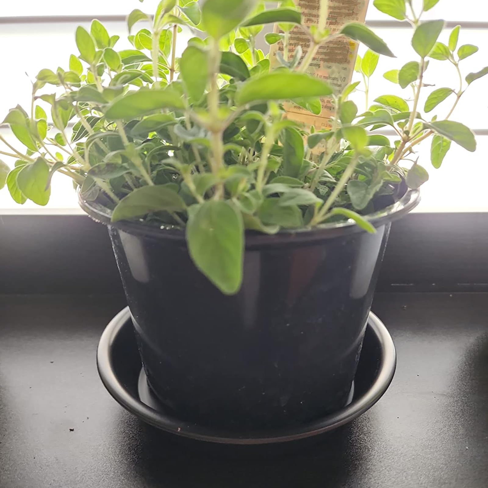 12 Pack 12 Inch Black Plastic Plant Saucers with White Labels - Drip Trays for Indoor & Outdoor Potted Plants - Perfect for Garden, Balcony, and Home Decor