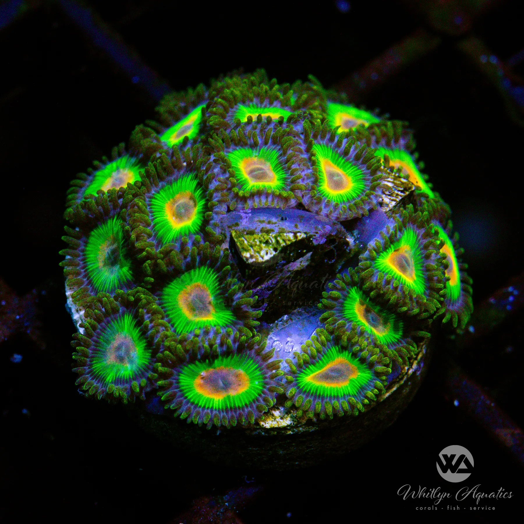 Premium Rasta Zoa Coral (Fully Encrusted) - WYSIWYG Live Coral for Saltwater Aquarium | Vibrant Colors for Reef Tanks & Marine Displays