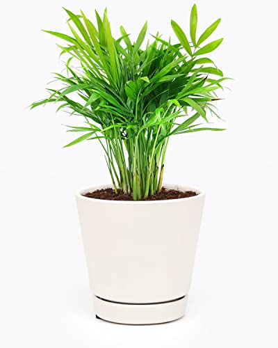 Neanthe Bella Palm