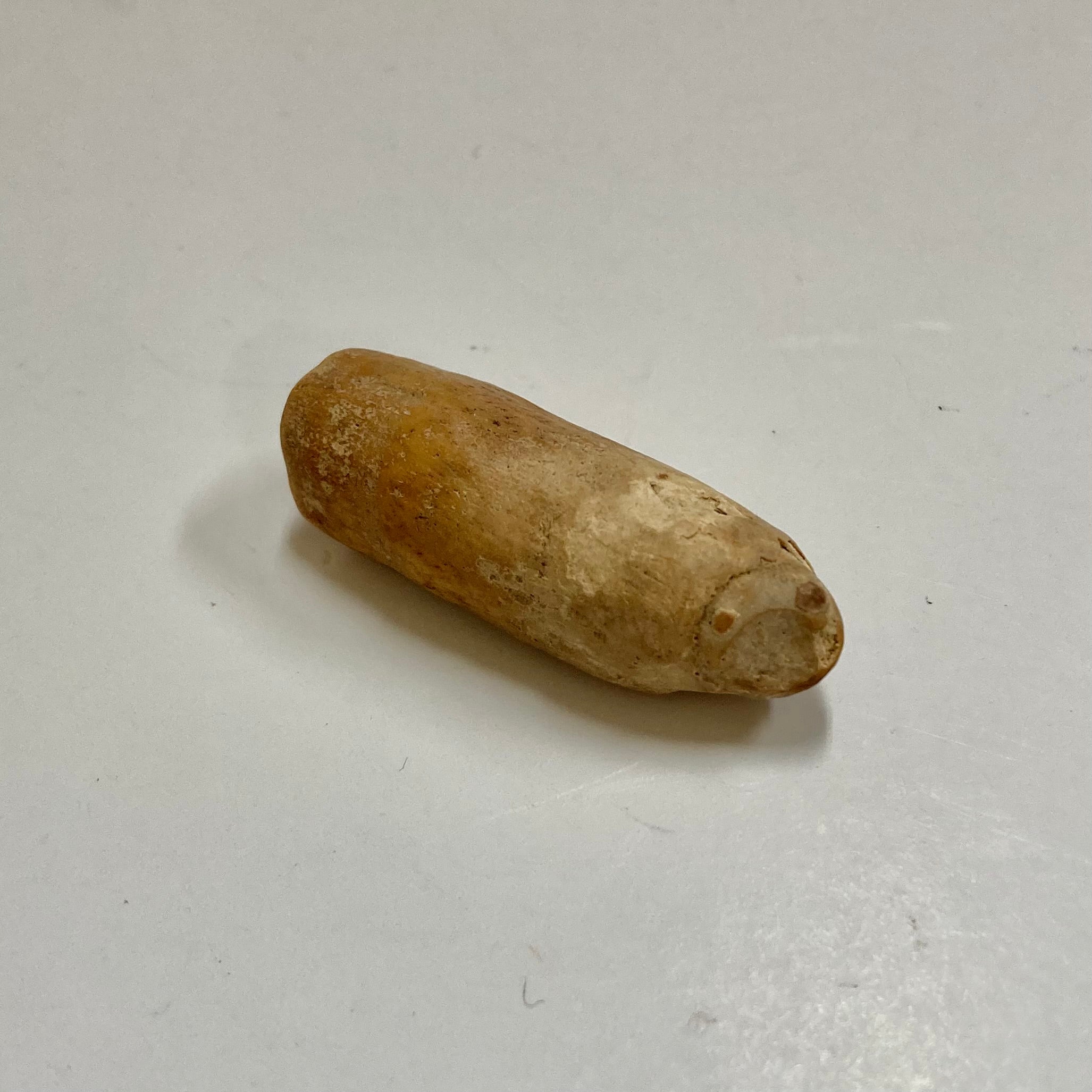Authentic Fossil Beluga Whale Tooth - Rare Collectible for Paleontology Enthusiasts | Perfect for Home Display, Educational Use & Unique Gift Idea