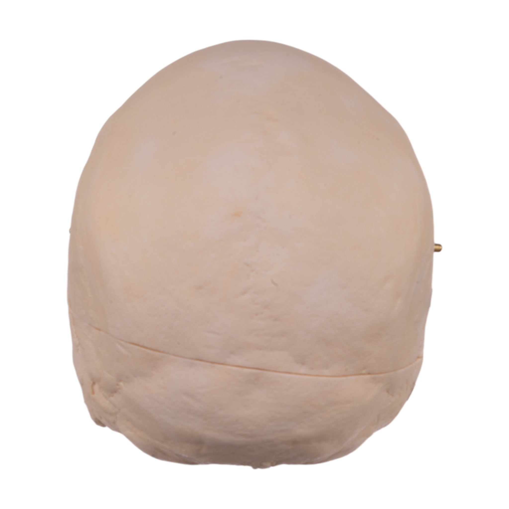 Premium Anatomical Human Skull Model - Accurate Medical & Educational Replica for Students, Doctors & Collectors | Perfect for Classroom, Lab Study & Halloween Decor