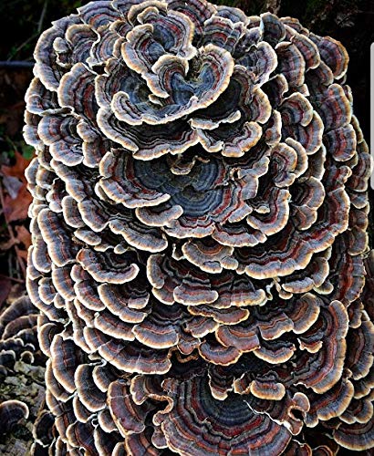 Premium Turkey Tail Mushroom Spawn - 1 oz Dried Mycelium Seeds for Growing Gourmet & Medicinal Mushrooms at Home | Outdoor Cultivation | Perfect for Garden Beds, Logs & Mushroom Kits