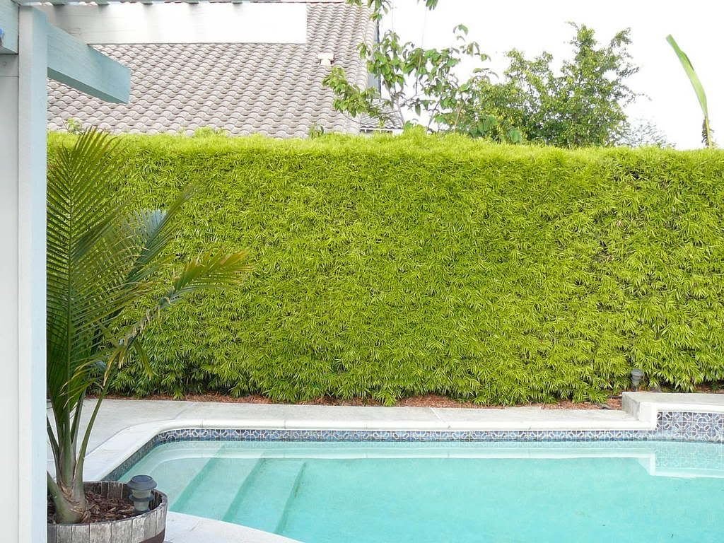 Podocarpus Macrophyllus Japanese Yew - 60 Live Plants in 2 Inch Pots - Evergreen Privacy Hedge for Landscaping, Garden Borders & Outdoor Screening
