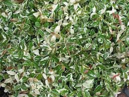 Variegated Asiatic Jasmine Plants - 36 Live 4