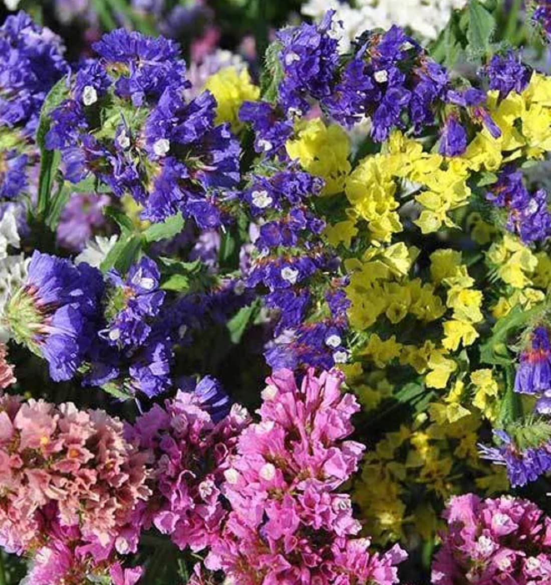David's Garden Seeds Flower Statice Formula Mix - 50 Non-GMO Heirloom Seeds for Bouquets, Dried Flower Arrangements & Garden Decor