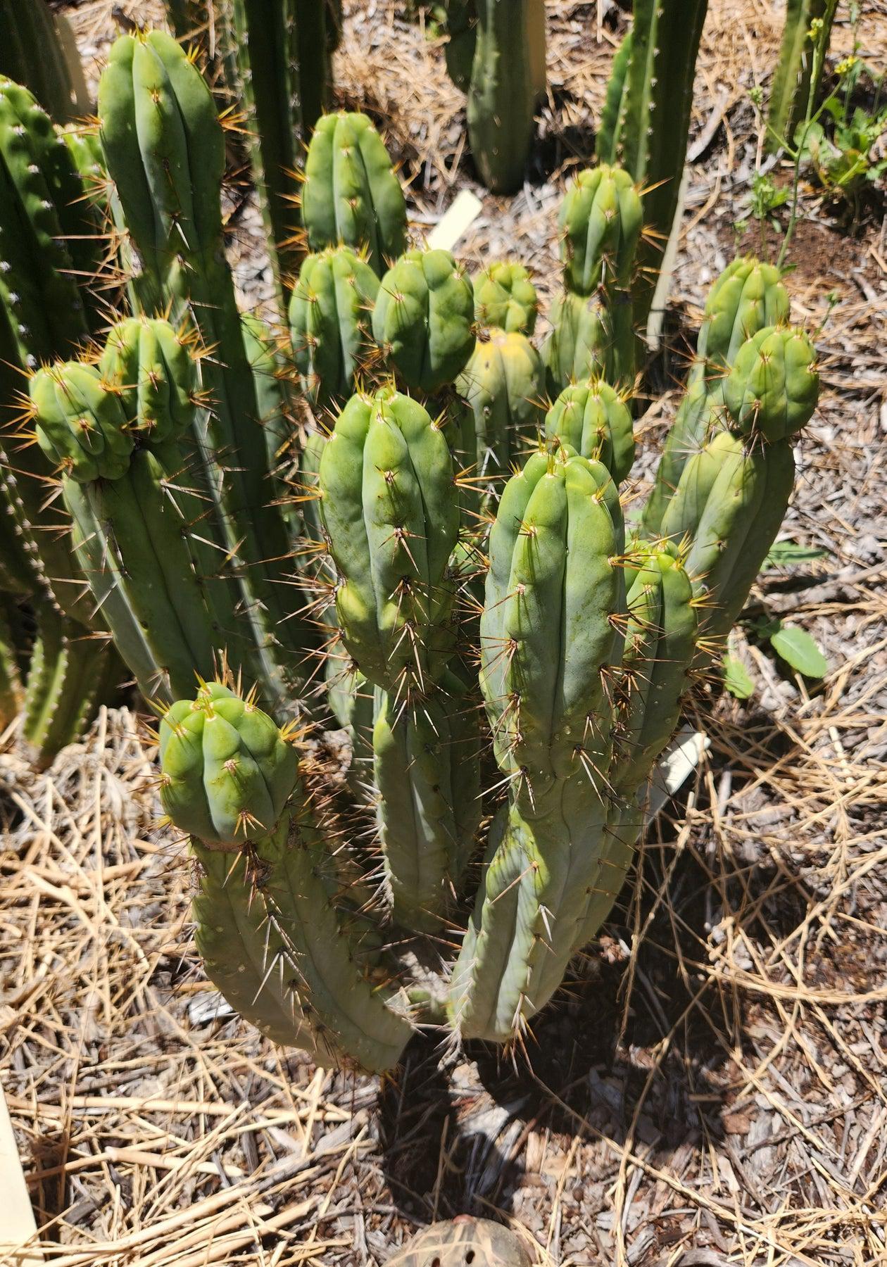 EC28 EXACT Trichocereus OTB Old Town Bridgesii Cactus Cutting 8-10 Inches | Rare Succulent Plant for Home Decor & Gardening