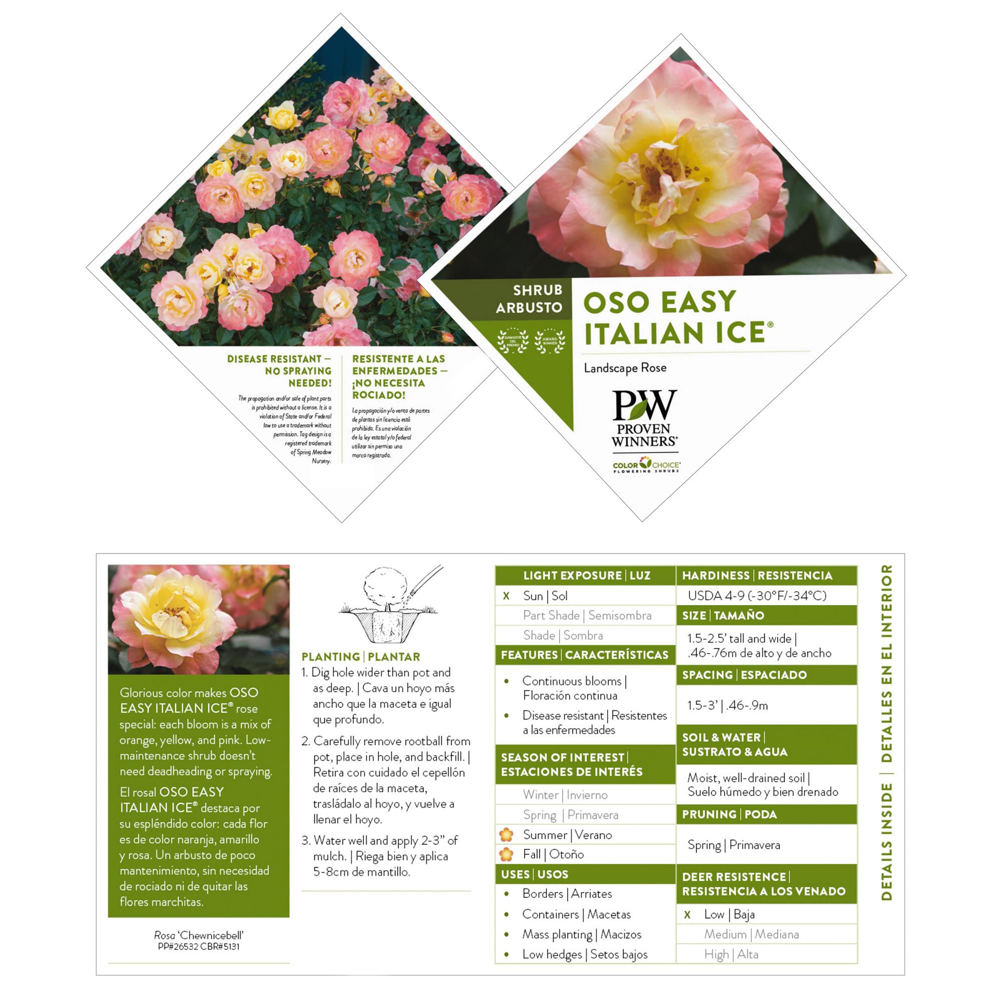 Proven Winners Rose OSO Easy Italian Ice - 2 Gallon Shrub for Vibrant Gardens | Perfect for Landscaping, Borders & Container Planting