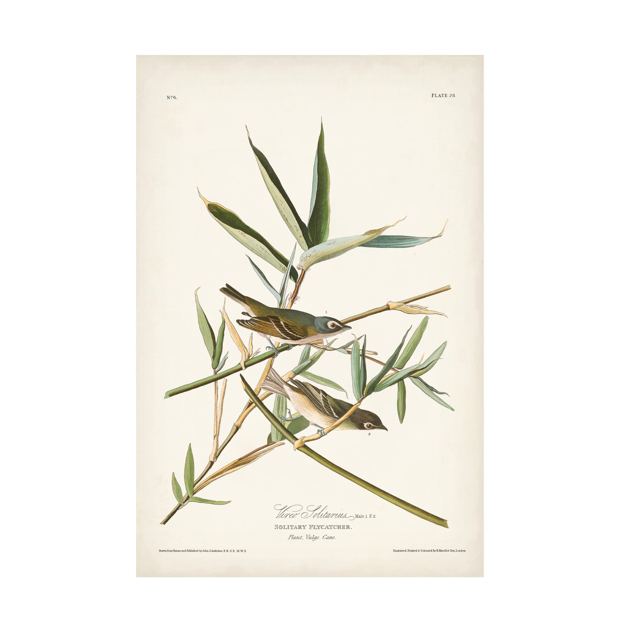 John James Audubon 'Vireo Solitarius' Canvas Wall Art Print - 12x19 Inches - Premium Wildlife Bird Painting for Home & Office Decor