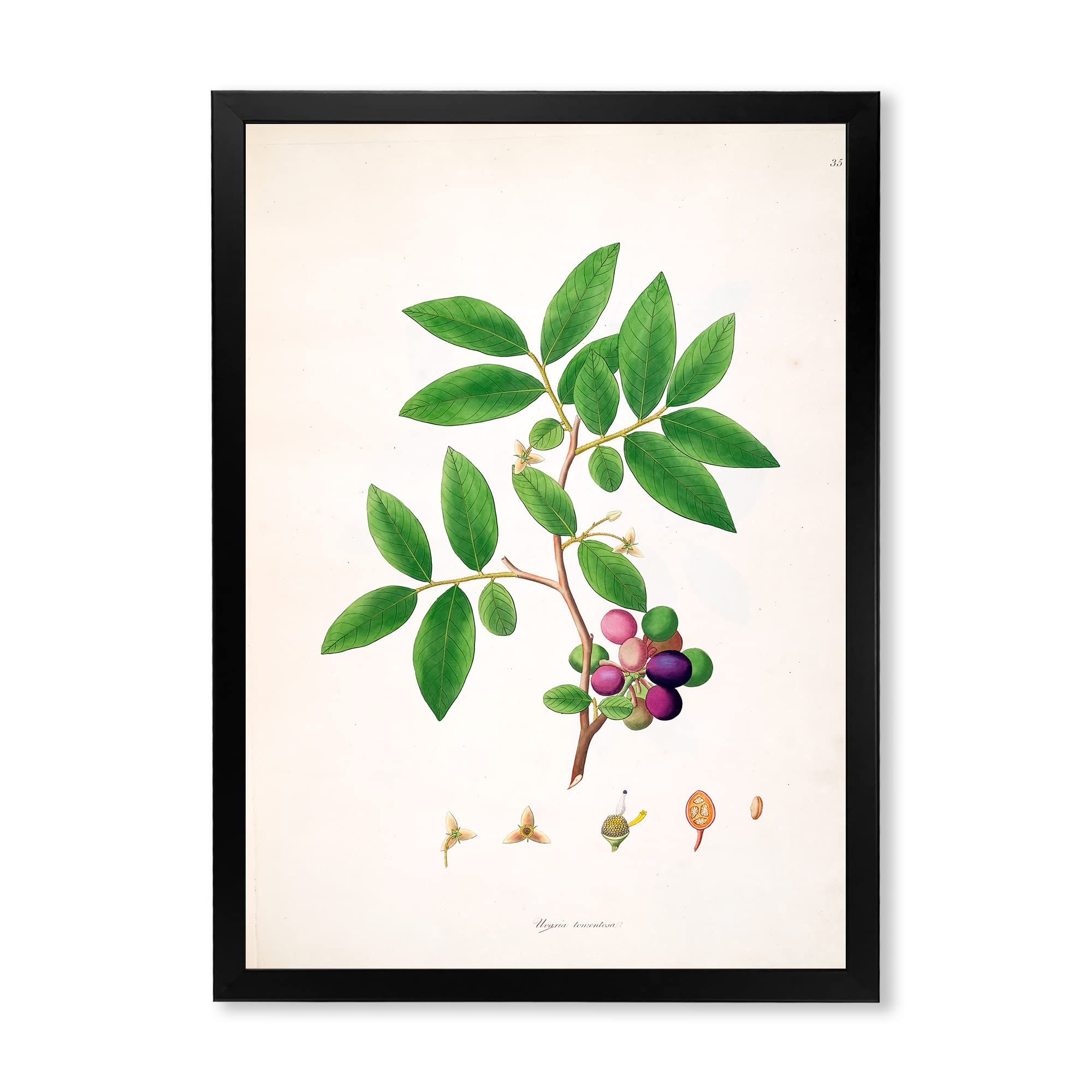 Vintage London Plants XI Farmhouse Framed Wall Art - Botanical Home Decor for Living Room, Bedroom & Office - Perfect for Rustic, Cottage & Farmhouse Style Interiors
