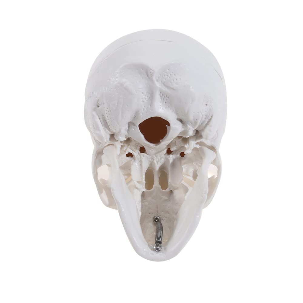 Mini Human Skull Anatomy Model with Removable Skull Cap & Articulated Jaw - 3.8x3x3.8in Educational Science Display for Medical Students, Halloween Decor & Classroom Teaching