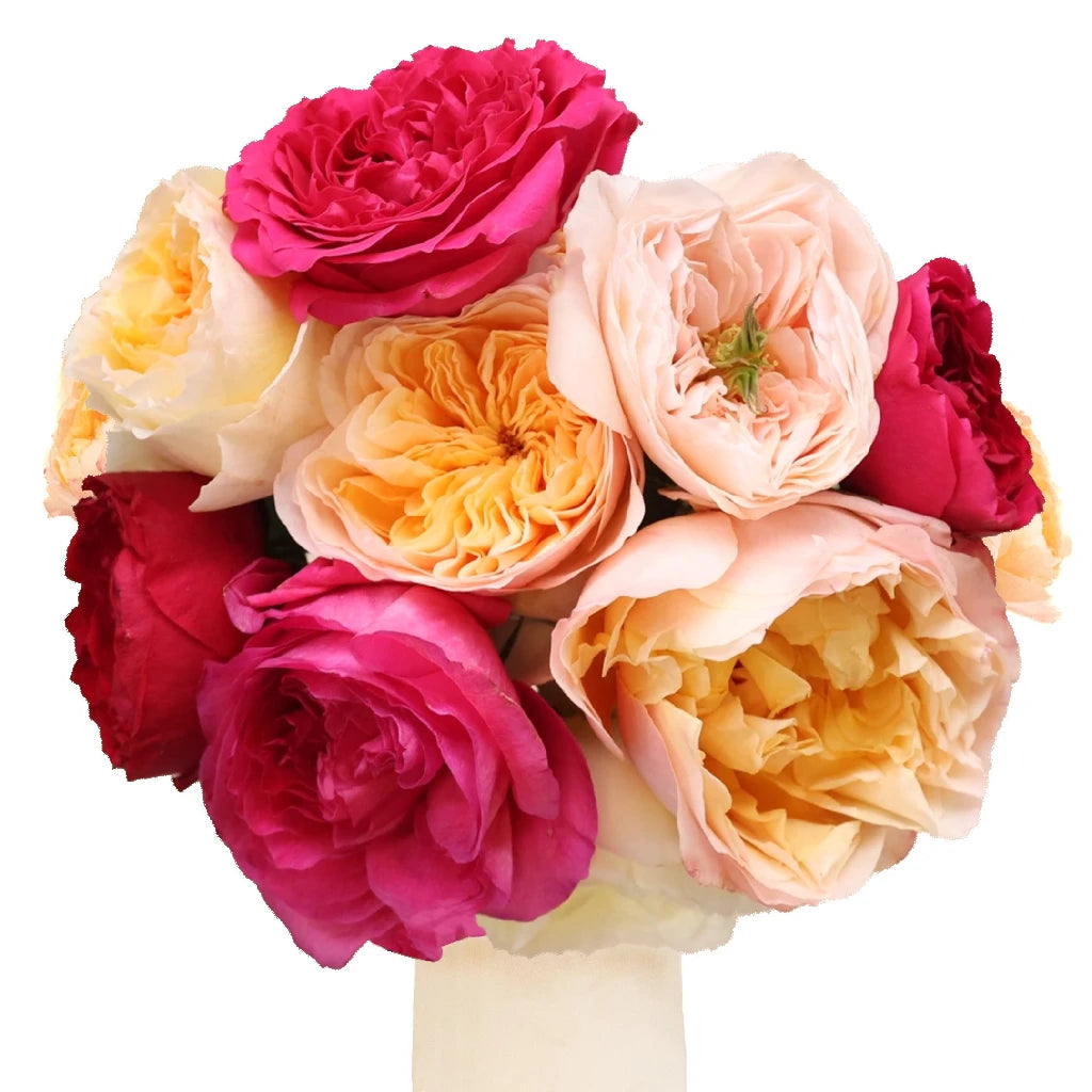 Premium Assorted David Austin Garden Roses - Fresh Cut Flowers for Weddings, Bouquets & Home Decor