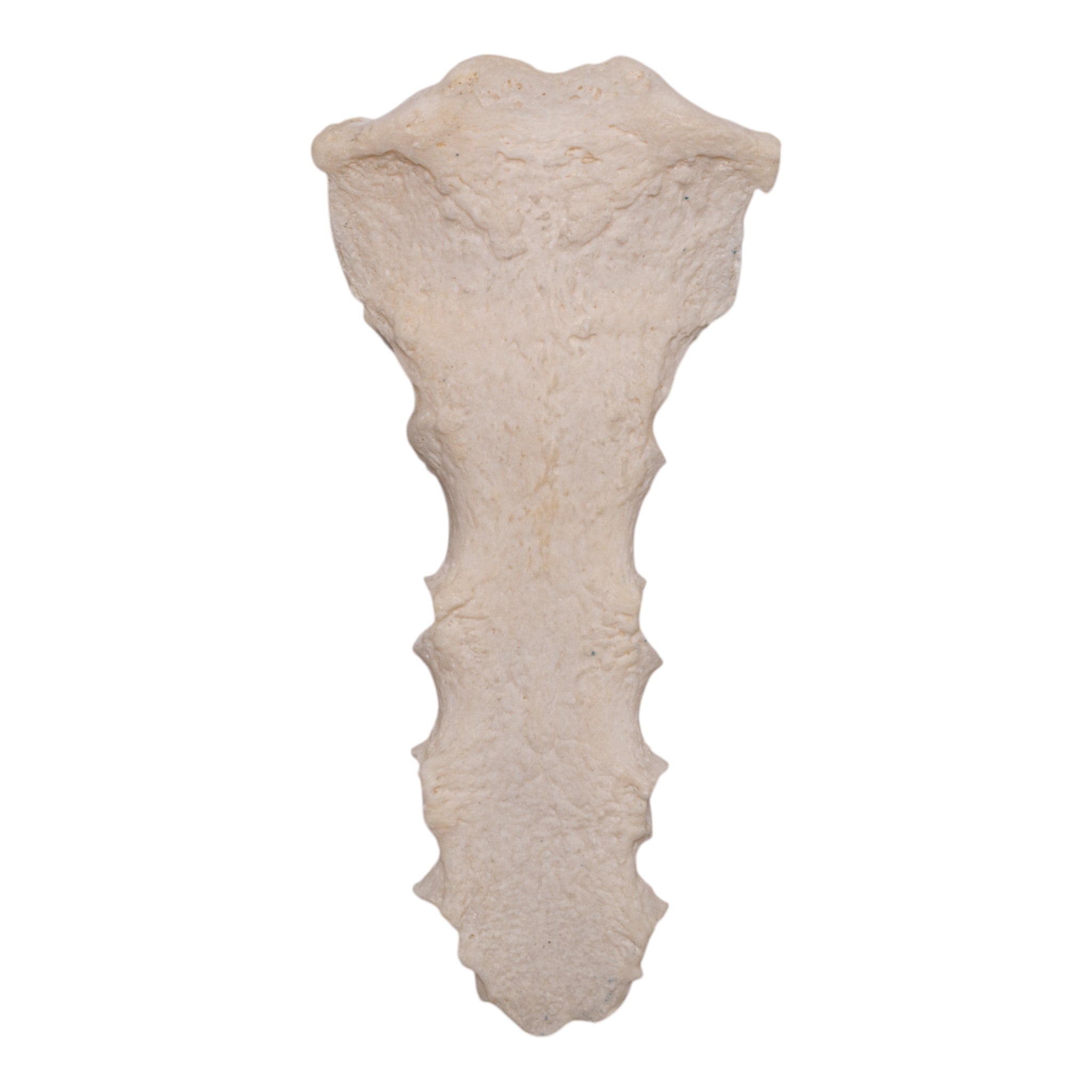Real Human Sternum Bone - Authentic Medical Specimen for Anatomy Study, Research & Education | Ideal for Medical Students, Doctors & Science Enthusiasts