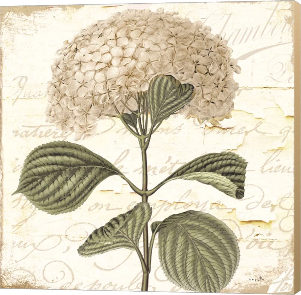 Sophie Hydrangea Cream I Canvas Wall Art - 24x24 Inch Museum Wrapped Painting with Khaki Sides - Floral Home Decor for Living Room, Bedroom & Office