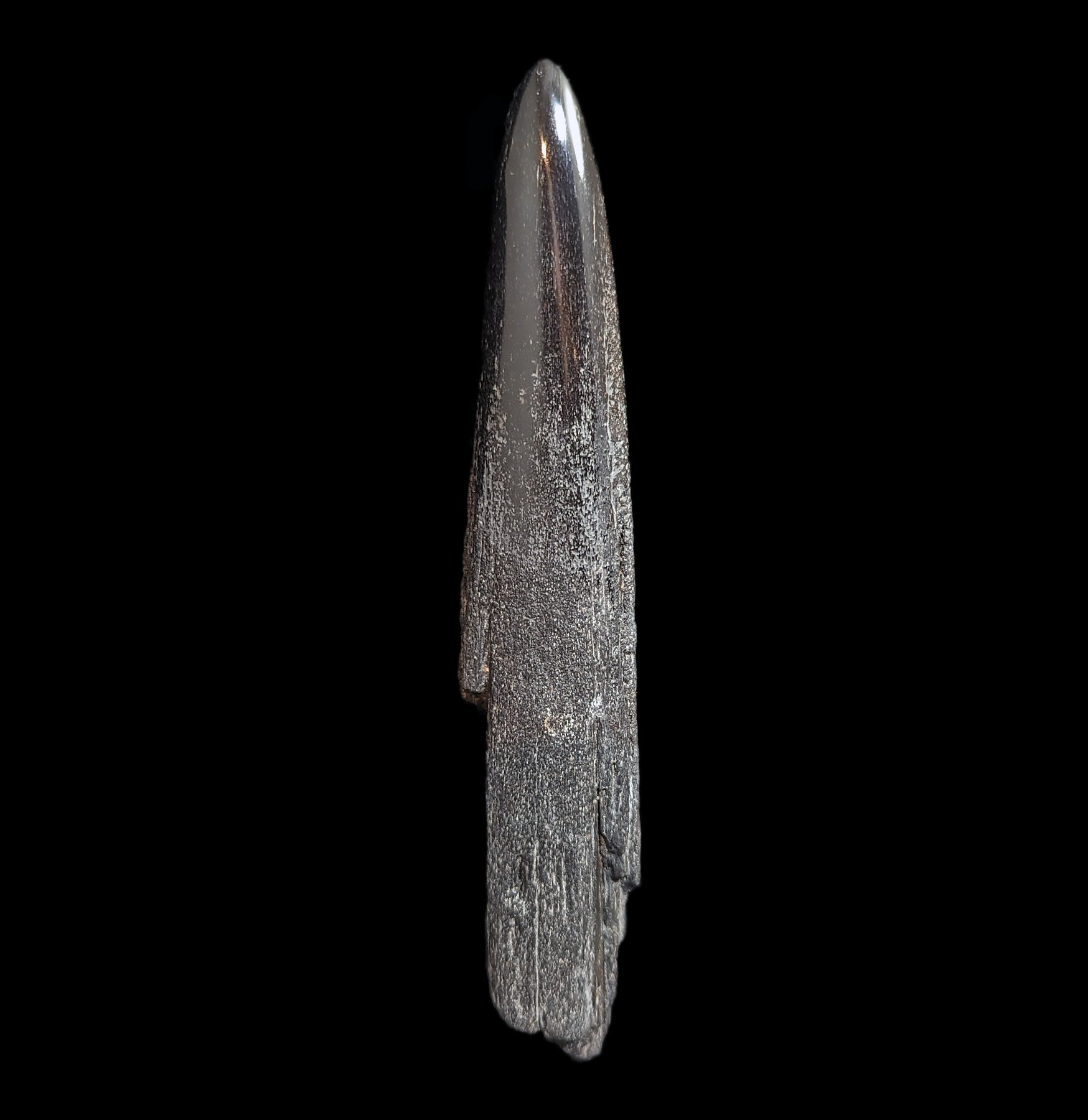Authentic Fossilized Swordfish Rostrum Specimen - Rare Marine Fossil Collectible for Paleontology Enthusiasts - Perfect for Home Display, Museum Collections & Educational Use