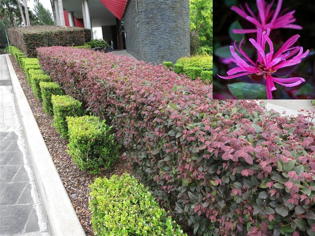 Loropetalum Chinese Fringe Flower 'Plum Delight' - 40 Live Flowering Plants for Landscaping, Garden Borders & Outdoor Decor