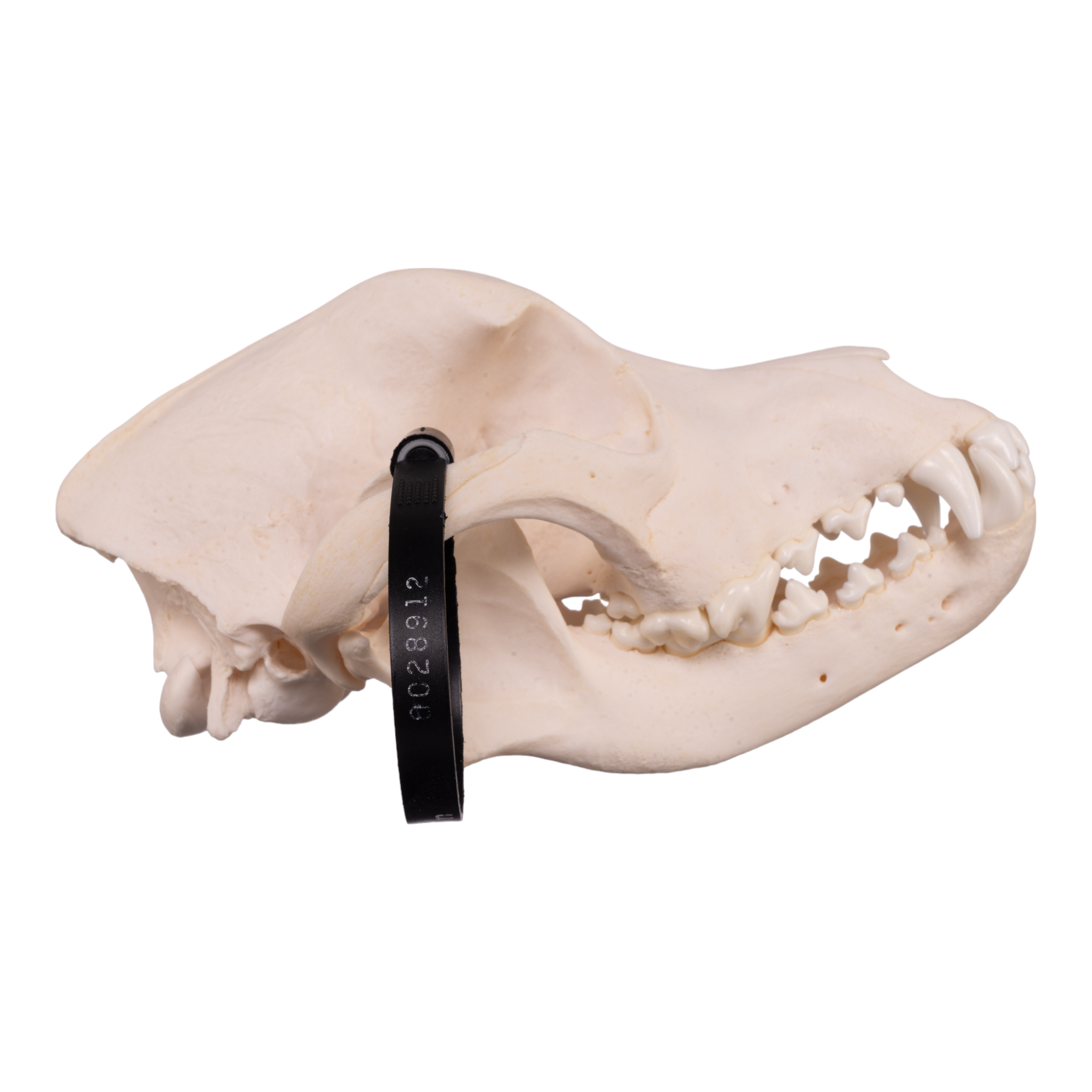 Authentic Rottweiler Dog Skull Specimen - Real Domestic Canine Skull for Veterinary Study, Taxidermy & Educational Display | Perfect for Biology Classrooms, Oddity Collections & Halloween Decor