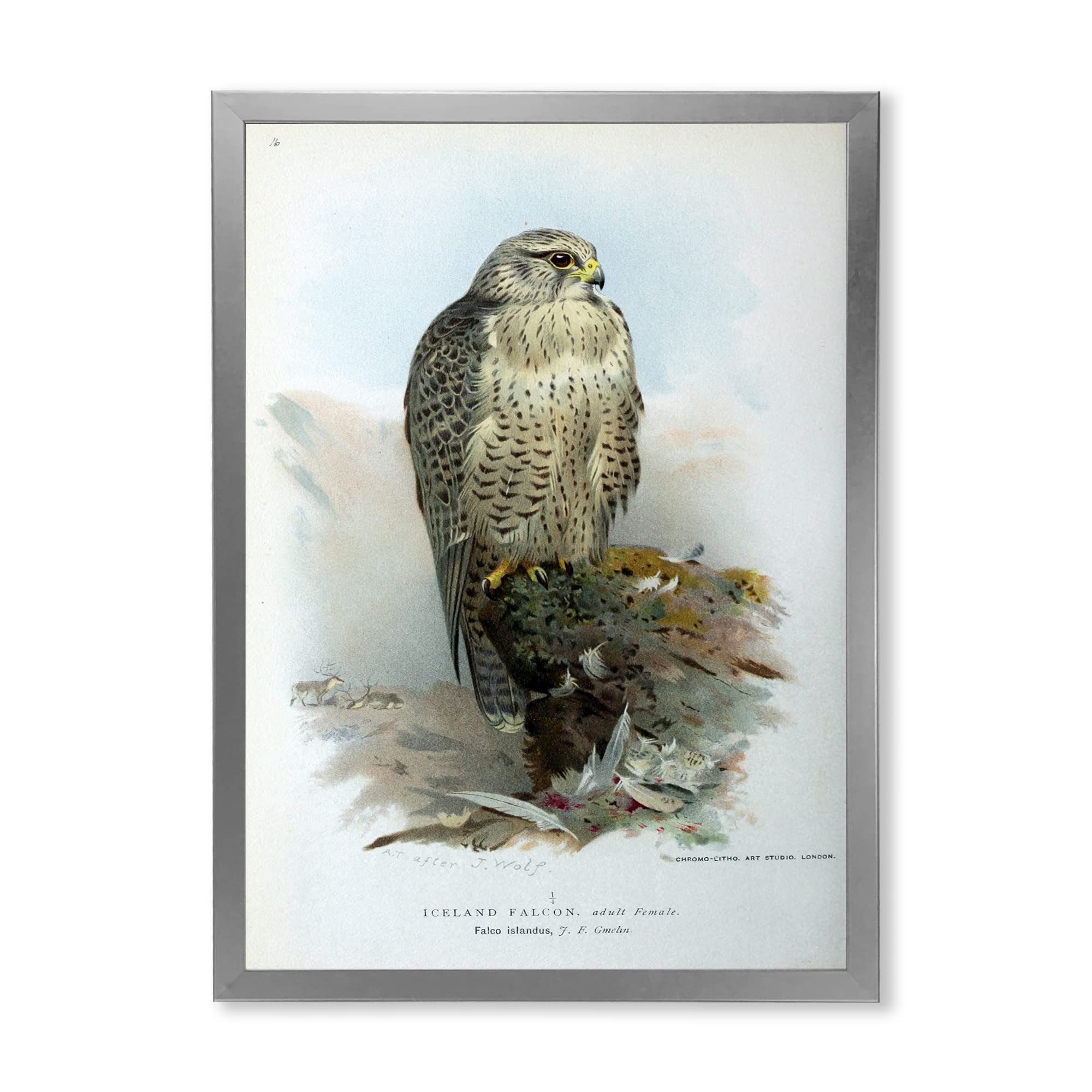 Vintage Bird Life V Traditional Framed Wall Art - Handmade Home Decor for Living Room, Bedroom & Office - Perfect for Farmhouse, Boho & Classic Interior Design Styles