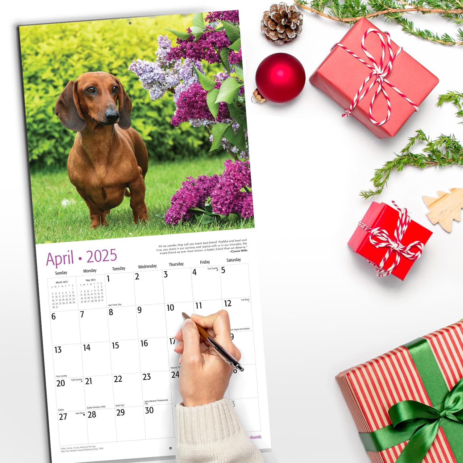 RED EMBER Dachshunds 2025 Wall Calendar - 12 Month Large 12x24 Inch with Thick Sturdy Paper - Perfect Gift for Dog Lovers - Home, Office & Classroom Decor