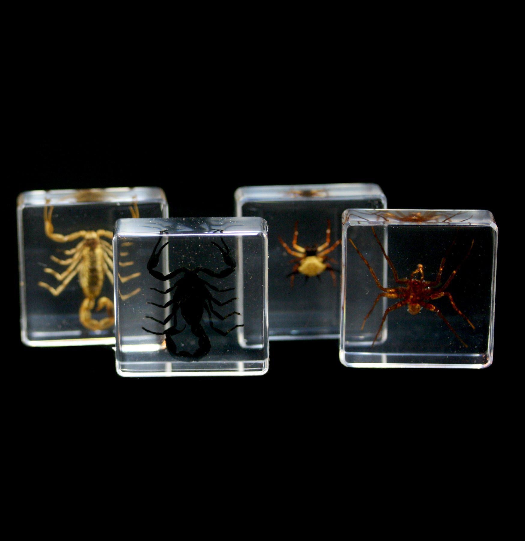 Scorpion and Spider Acrylic Display Case - Perfect for Entomology Collections, Home Decor & Science Education