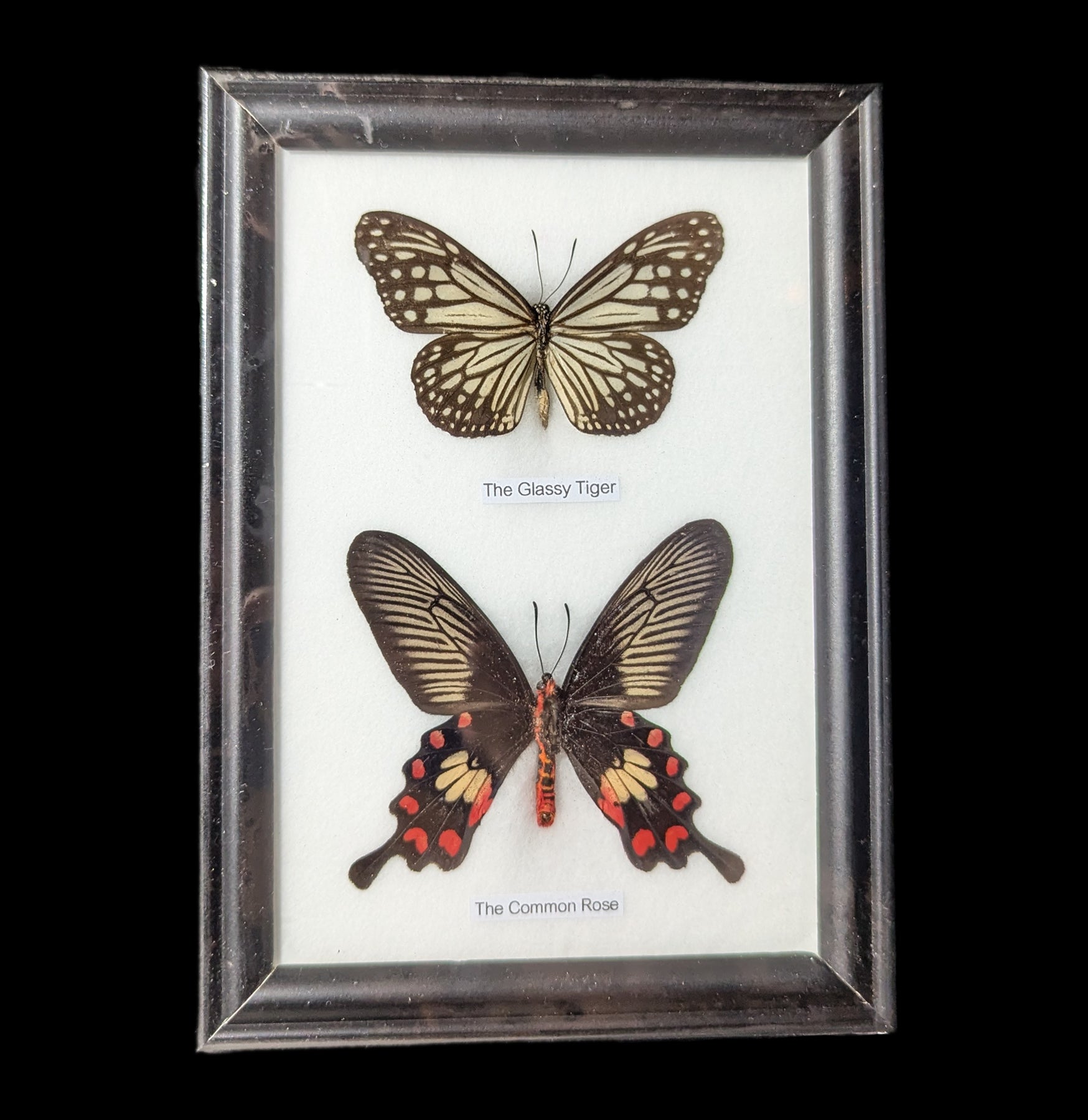 Framed Butterflies Display - Two Riker Mounted Specimens for Home Decor, Gifts & Entomology Collections | Perfect for Wall Art, Science Classrooms & Nature Lovers