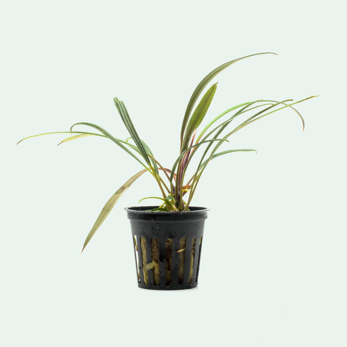Aridarum Narrow - Rare Aquatic Plant for Aquariums & Terrariums | Perfect for Low-Light Tanks & Shrimp Habitats