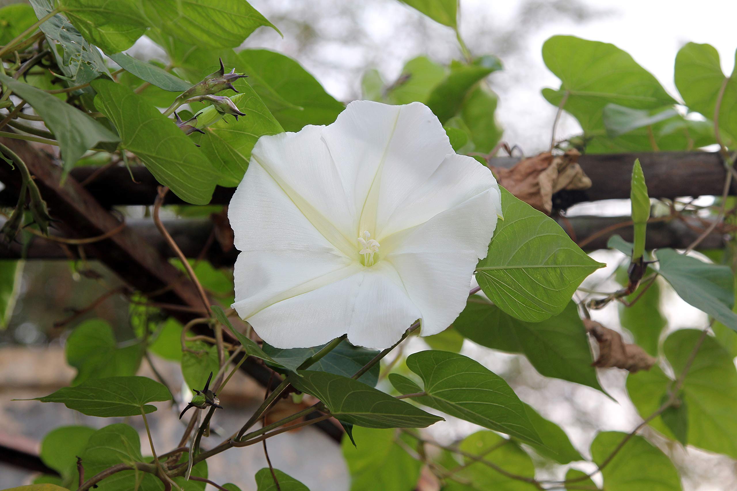 Night Blooming Moonflower Seeds - Fragrant White Flowers for Moon Gardens & Evening Landscapes