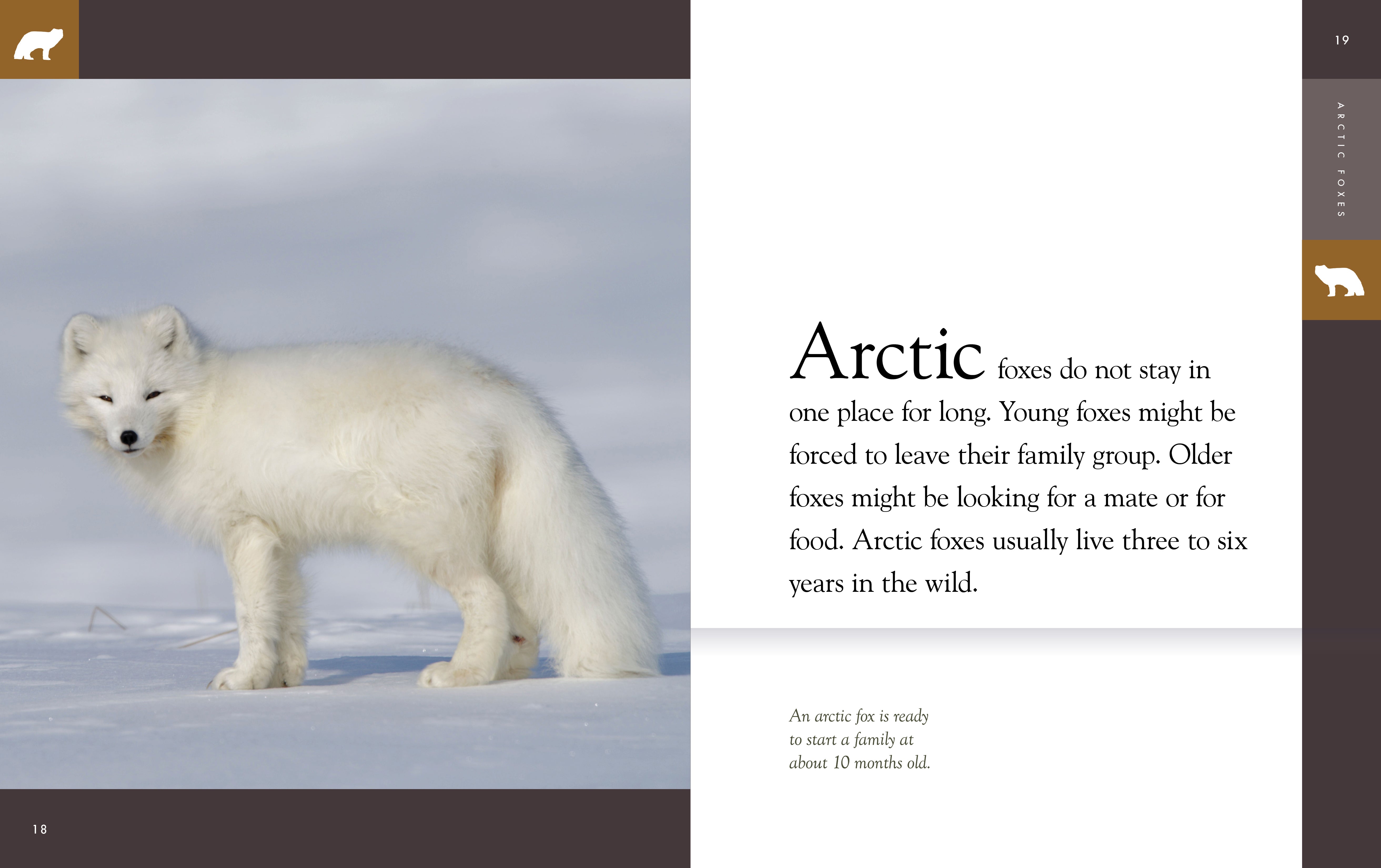 Arctic Foxes: Amazing Animals - Facts, Habitat & Adaptations 2025 | Wildlife Photography & Nature Exploration
