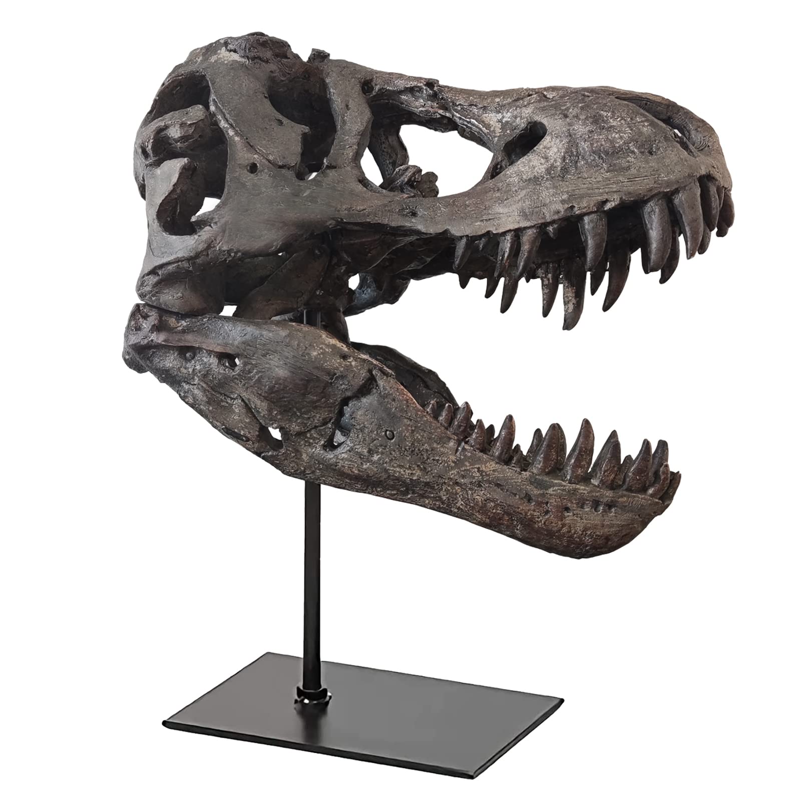 T-Rex Skull Replica - 11.8 Inch Dinosaur Head Sculpture, Realistic Resin Statue for Home Office Decor, Bookshelf Display, Dino Party Gift for Kids & Adults | Perfect for Jurassic Themed Parties, Paleontology Enthusiasts, and Unique Home Decor