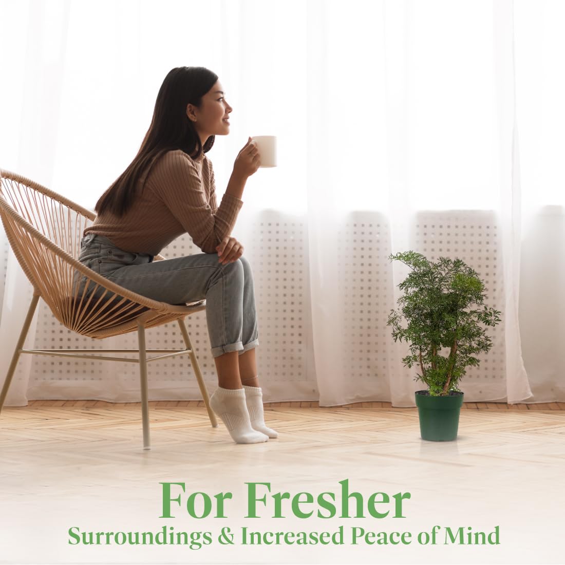 Live Dwarf Ming Aralia Bonsai Tree - 6 Inch Miniature Indoor/Outdoor Plant in Decorative Pot | Perfect for Home, Office & Garden Decor | Low Maintenance Houseplant for Zen Gardens, Tabletops & Gift Giving