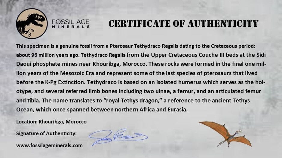 1.2 Inch Pterosaur Coloborhynchus Fossil Tooth - Authentic Upper Cretaceous Dinosaur Fossil from Morocco with COA - Perfect for Paleontology Collections & Science Classroom Displays