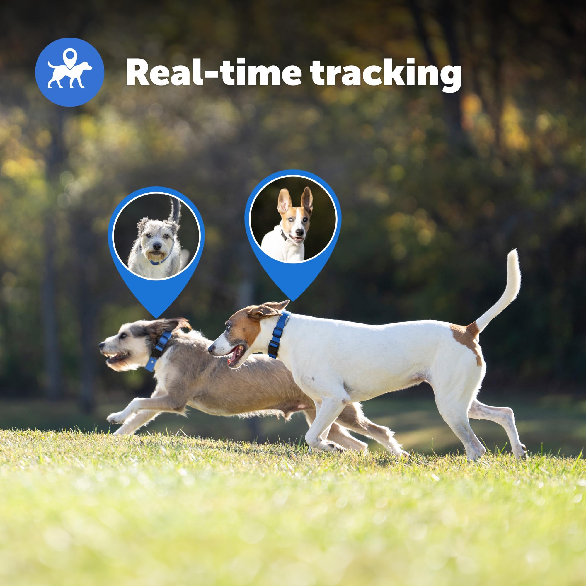 PetSafe Guardian GPS Dog Collar with Tracking & Virtual Fence System - Waterproof, Rechargeable Smart Collar with Mobile App for Dogs - Perfect for Outdoor Adventures, Hiking & Backyard Security (Blue)