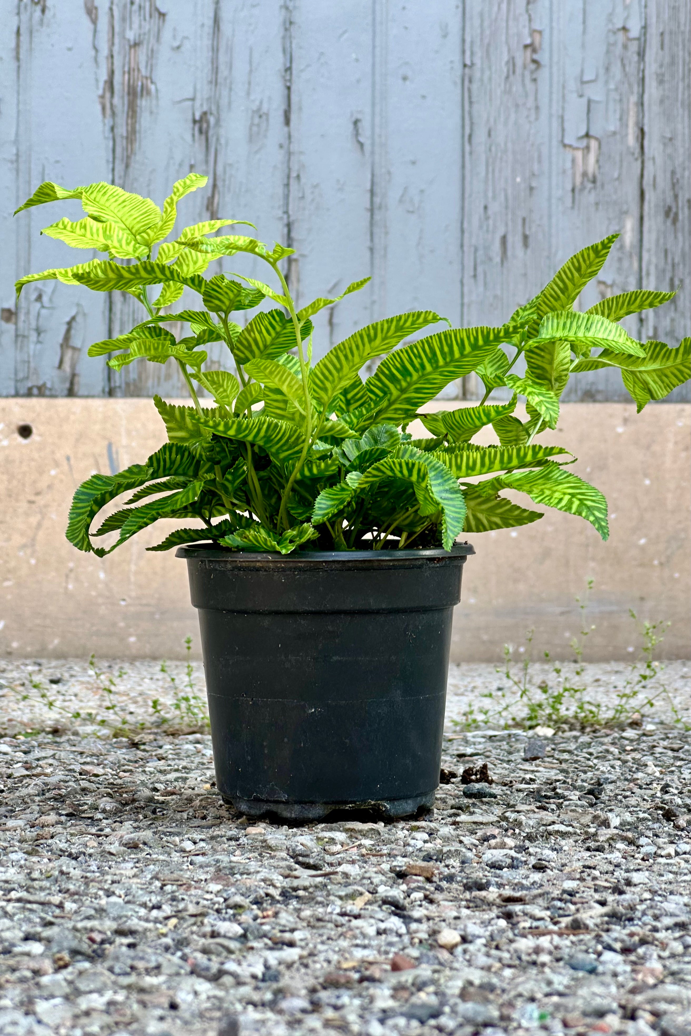 Coniogramme emeiensis Golden Zebra Fern - 4 Inch Live Plant for Home & Office Decor | Perfect for Indoor Gardens, Terrariums, and Shaded Balconies