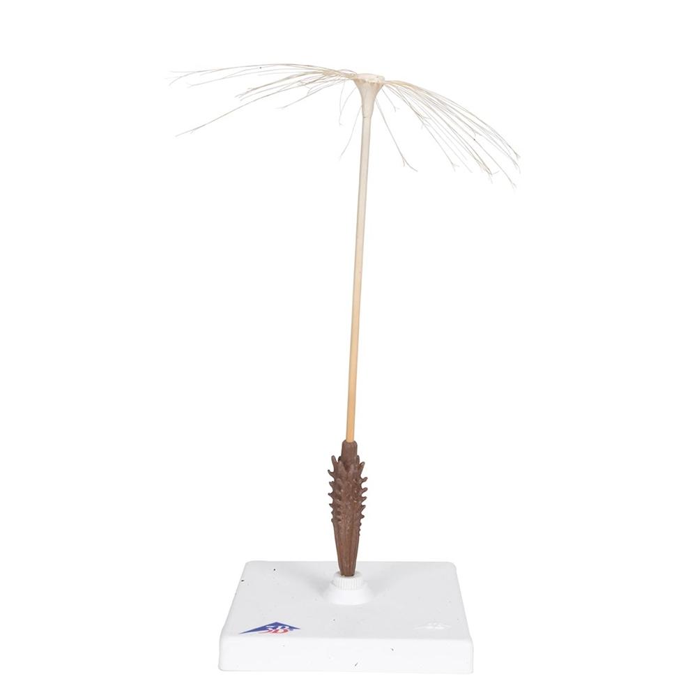 Dandelion (Taraxacum officinale) Model - Realistic Botanical Replica for Science Education & Home Decor | Perfect for Classrooms, Nature Study, and Interior Design