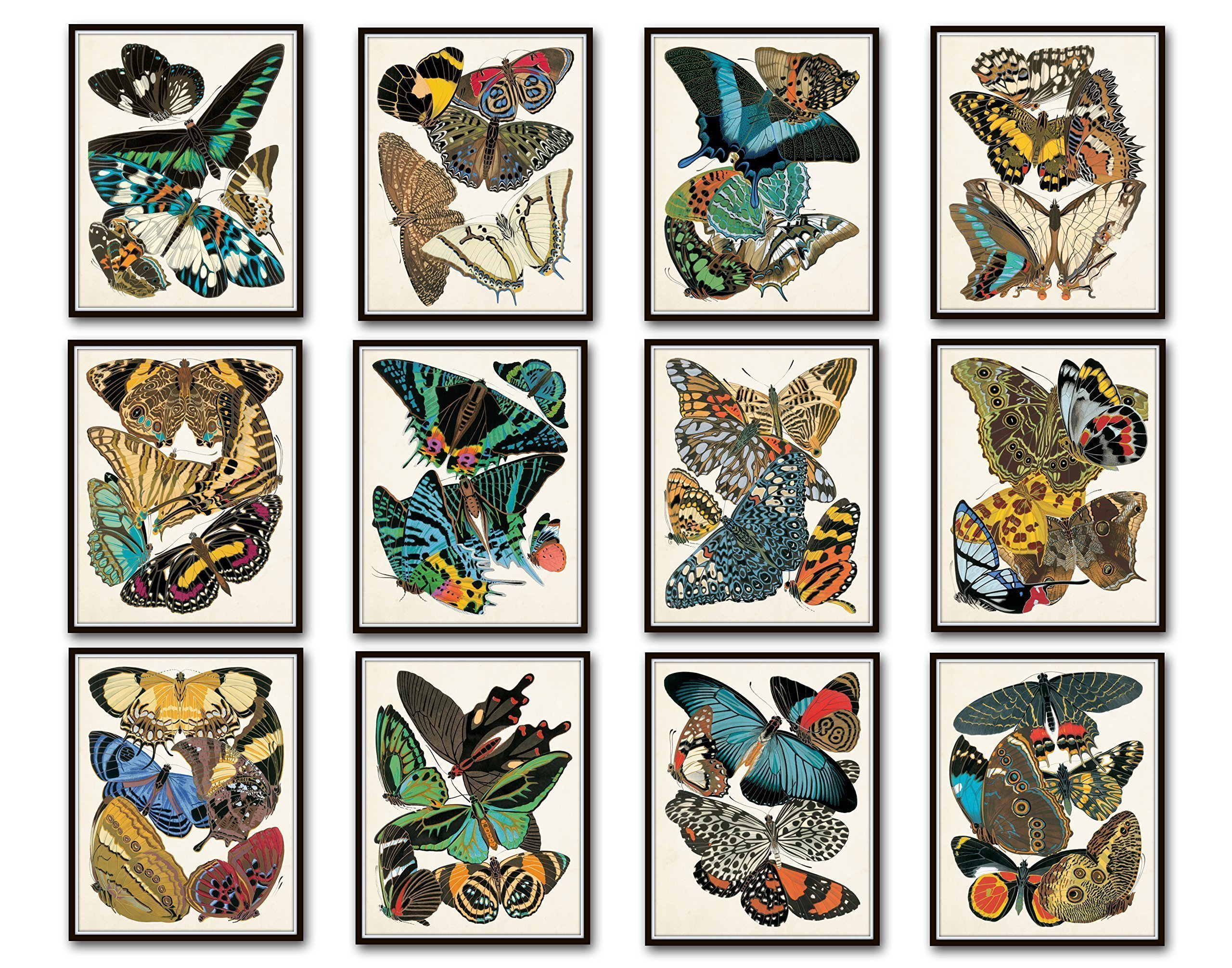 Art Nouveau Butterfly Print Set No.1 - 12 Giclee Seguy Butterfly Wall Art Prints (Unframed) - Perfect for Home Decor, Office Wall Art & Gift Giving