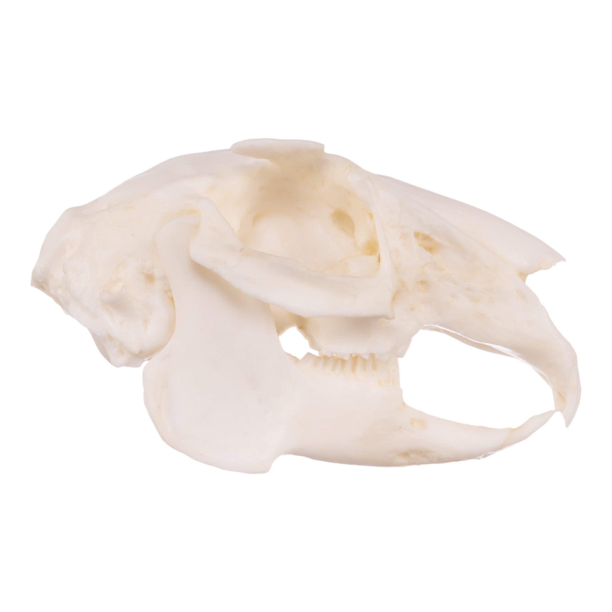Realistic Rabbit Skull Replica - Perfect for Halloween Decor, Gothic Home Decor, Biology Study, and Taxidermy Display